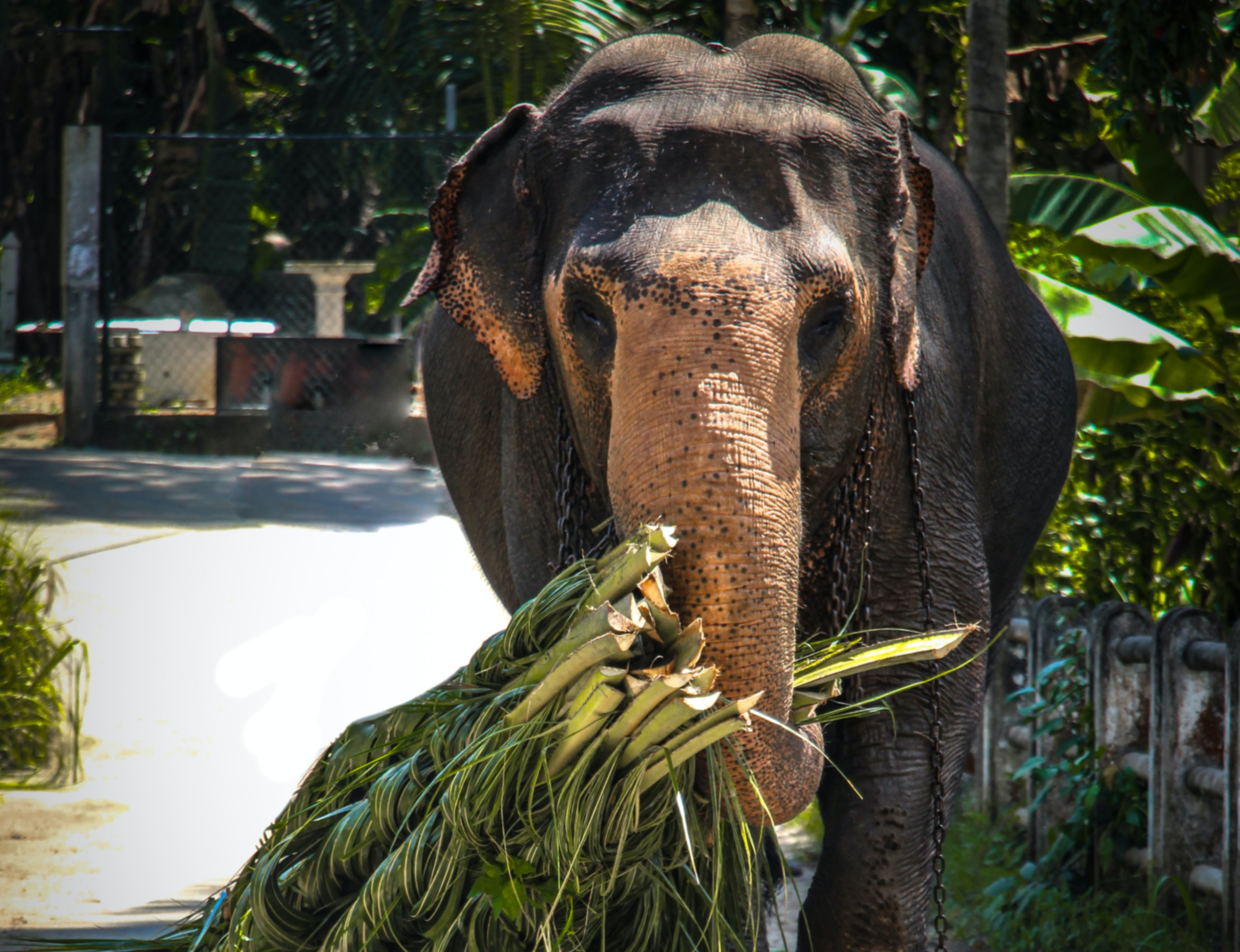 Bébé éléphant