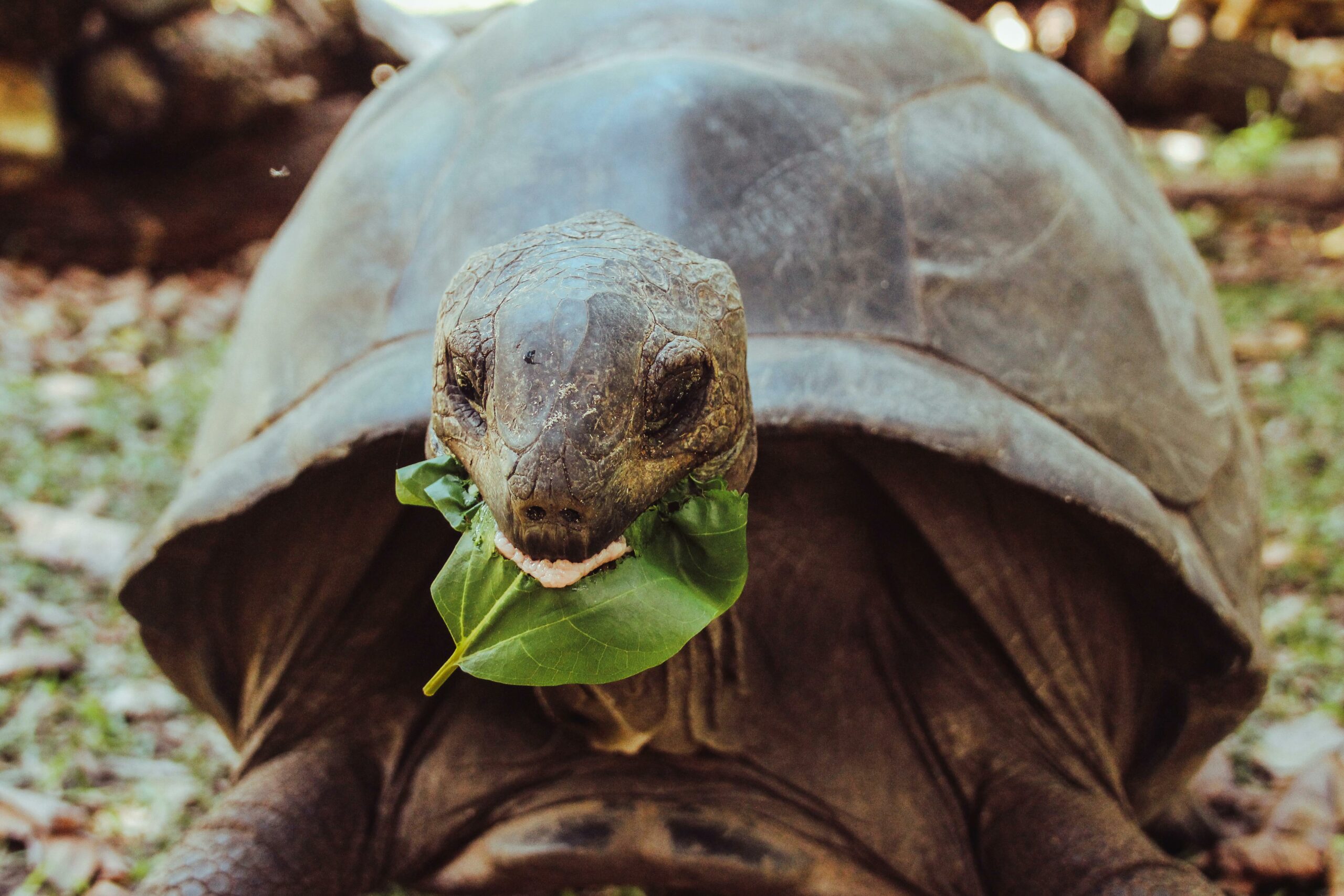 Seychelles-7