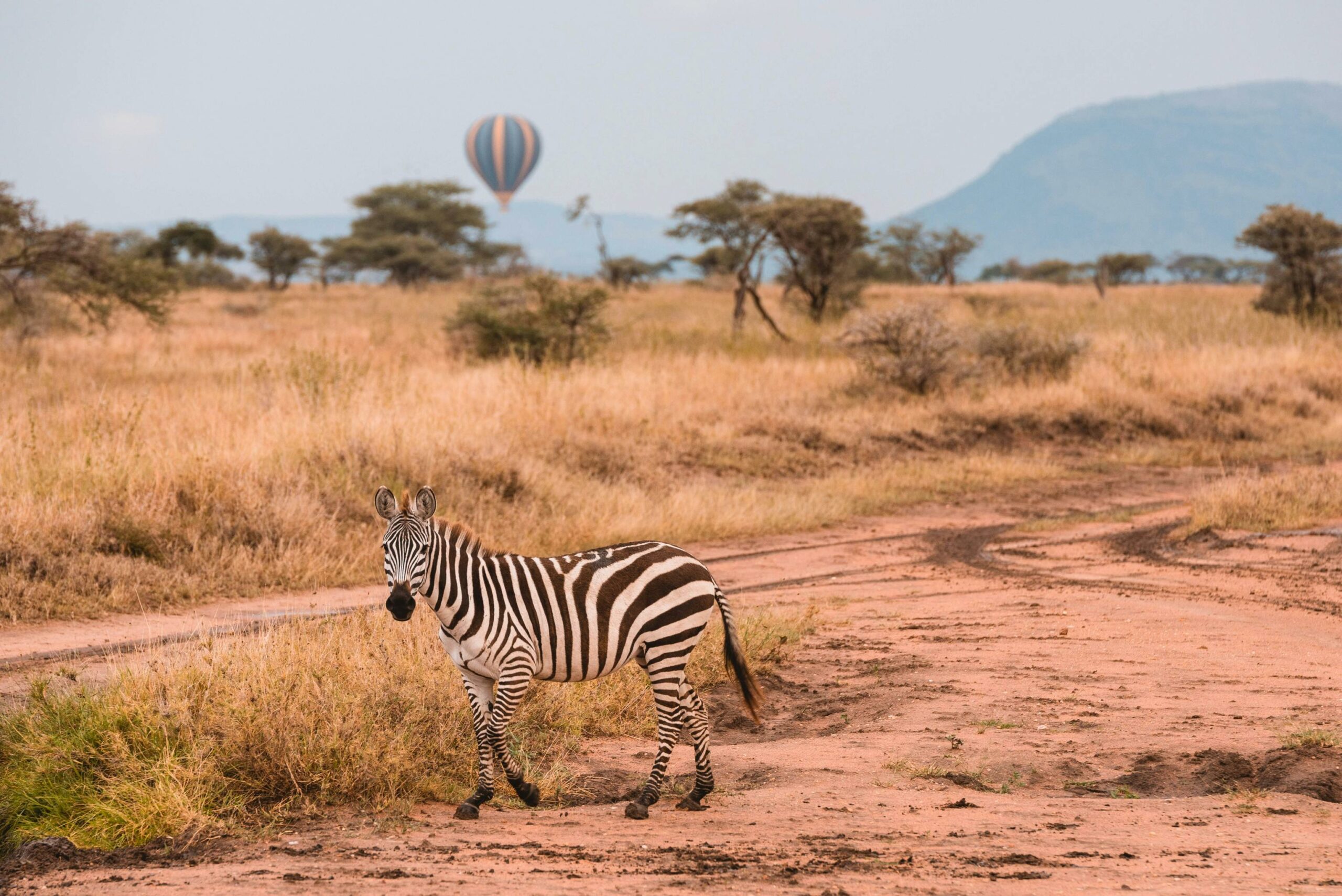 pexels-tanzania-wild-sky-20179684